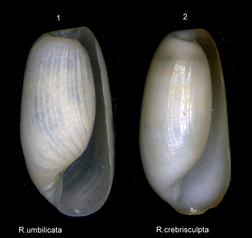 Conferma determinazione Retusa umbilicata e crebrisculpta